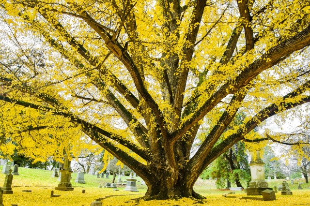 Image of The Henry Clay Gingko in Cave Hill Cemetery by Jackie Mattingly from Louisville